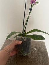 Załaduj obraz do przeglądarki galerii, Phalaenopsis Liodoro / Sweet Memory {silnie pachnący}
