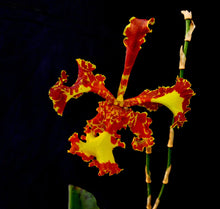 Lade das Bild in den Galerie-Viewer, Onc. Mariposa three Lips
