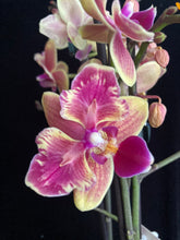 Lade das Bild in den Galerie-Viewer, Phalaenopsis Sogo yellowtris peloric - fragrant Limitka
