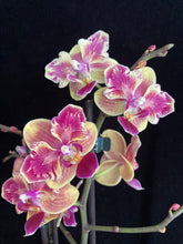 Lade das Bild in den Galerie-Viewer, Phalaenopsis Sogo yellowtris peloric - fragrant Limitka
