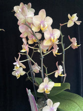 Načíst obrázek do prohlížeče Galerie, Phalaenopsis mtf. Scention Perfume

