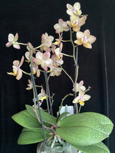Načíst obrázek do prohlížeče Galerie, Phalaenopsis mtf. Scention Perfume
