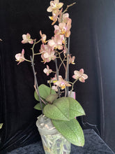 Načíst obrázek do prohlížeče Galerie, Phalaenopsis mtf. Scention Perfume
