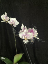 Načíst obrázek do prohlížeče Galerie, Phalaenopsis Jiaho&#39;s Pink Girl  - voňavá {B56}
