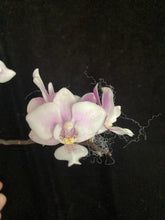 Načíst obrázek do prohlížeče Galerie, Phalaenopsis Jiaho&#39;s Pink Girl  - voňavá {B56}
