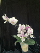 Načíst obrázek do prohlížeče Galerie, Phalaenopsis Jiaho&#39;s Pink Girl  - voňavá {B56}

