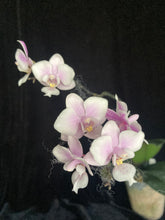 Načíst obrázek do prohlížeče Galerie, Phalaenopsis Jiaho&#39;s Pink Girl  - voňavá {B56}
