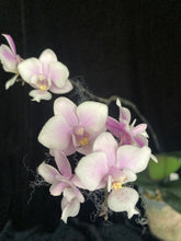 Načíst obrázek do prohlížeče Galerie, Phalaenopsis Jiaho&#39;s Pink Girl  - voňavá {B56}
