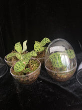 Načíst obrázek do prohlížeče Galerie, Jewel orchids - Macodes Petola

