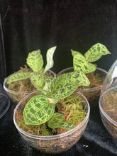 Načíst obrázek do prohlížeče Galerie, Jewel orchids - Macodes Petola
