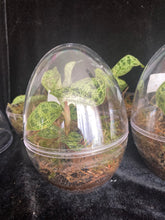 Načíst obrázek do prohlížeče Galerie, Jewel orchids - Macodes Petola
