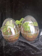 Načíst obrázek do prohlížeče Galerie, Jewel orchids - Macodes Petola
