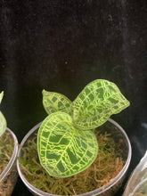Načíst obrázek do prohlížeče Galerie, Jewel orchids - Macodes Petola

