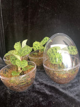 Načíst obrázek do prohlížeče Galerie, Jewel orchids - Macodes Petola
