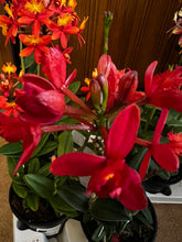 Lade das Bild in den Galerie-Viewer, Epidendrum Optiflor Rot

