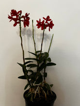 Lade das Bild in den Galerie-Viewer, Epidendrum Optiflor Rot
