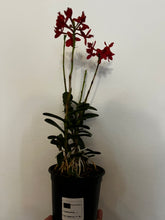 Lade das Bild in den Galerie-Viewer, Epidendrum Optiflor Rot
