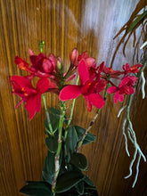 Lade das Bild in den Galerie-Viewer, Epidendrum Optiflor Rot
