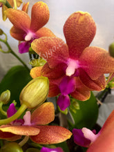 Lade das Bild in den Galerie-Viewer, Phalaenopsis Buddha Lemon Duftpflanze - RABATT!

