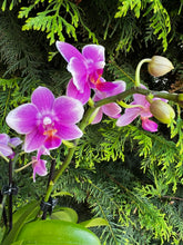 Načíst obrázek do prohlížeče Galerie, Phalaenopsis Dora Blue Vonící Novinka
