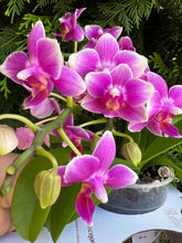 Načíst obrázek do prohlížeče Galerie, Phalaenopsis Dora Blue Vonící Novinka
