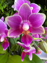 Načíst obrázek do prohlížeče Galerie, Phalaenopsis Dora Blue Vonící Novinka
