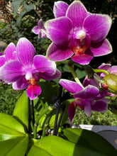 Načíst obrázek do prohlížeče Galerie, Phalaenopsis Dora Blue Vonící Novinka
