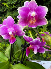Načíst obrázek do prohlížeče Galerie, Phalaenopsis Dora Blue Vonící Novinka
