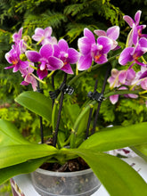 Načíst obrázek do prohlížeče Galerie, Phalaenopsis Dora Blue Vonící Novinka
