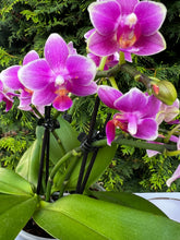 Načíst obrázek do prohlížeče Galerie, Phalaenopsis Dora Blue Vonící Novinka

