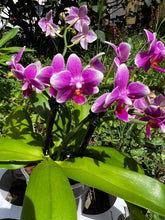 Načíst obrázek do prohlížeče Galerie, Phalaenopsis Dora Blue Vonící Novinka
