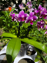 Načíst obrázek do prohlížeče Galerie, Phalaenopsis Dora Blue Vonící Novinka

