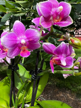 Načíst obrázek do prohlížeče Galerie, Phalaenopsis Dora Blue Vonící Novinka
