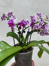 Načíst obrázek do prohlížeče Galerie, Phalaenopsis Dora Blue Vonící Novinka
