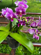Načíst obrázek do prohlížeče Galerie, Phalaenopsis Dora Blue Vonící Novinka
