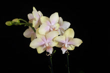 Lade das Bild in den Galerie-Viewer, Phalaenopsis Buddha Lemon Duftpflanze - RABATT!
