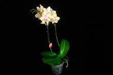 Lade das Bild in den Galerie-Viewer, Phalaenopsis Buddha Lemon Duftpflanze - RABATT!
