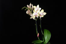 Lade das Bild in den Galerie-Viewer, Phalaenopsis Buddha Lemon Duftpflanze - RABATT!
