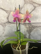 Lade das Bild in den Galerie-Viewer, Phalaenopsis Liodoro / Sweet Memory {stark duftend}
