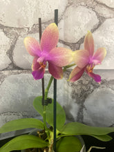 Lade das Bild in den Galerie-Viewer, Phalaenopsis Liodoro / Sweet Memory {stark duftend}
