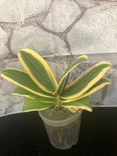 Lade das Bild in den Galerie-Viewer, Phalaenopsis mtf. Magic Leaf / Sogo Hornglin / Chia E Yenlin „VARIEGATA“ – RABATT!
