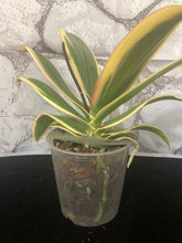 Lade das Bild in den Galerie-Viewer, Phalaenopsis mtf. Magic Leaf / Sogo Hornglin / Chia E Yenlin „VARIEGATA“ – RABATT!
