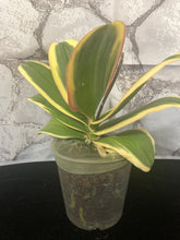 Lade das Bild in den Galerie-Viewer, Phalaenopsis mtf. Magic Leaf / Sogo Hornglin / Chia E Yenlin „VARIEGATA“ – RABATT!
