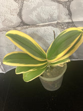 Lade das Bild in den Galerie-Viewer, Phalaenopsis mtf. Magic Leaf / Sogo Hornglin / Chia E Yenlin „VARIEGATA“ – RABATT!
