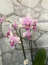 Načíst obrázek do prohlížeče Galerie, Phalaenopsis mtf.  Rotterdam č.2 - SLEVA!
