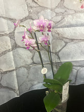 Načíst obrázek do prohlížeče Galerie, Phalaenopsis mtf.  Rotterdam č.2 - SLEVA!
