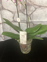 Načíst obrázek do prohlížeče Galerie, Phalaenopsis mtf.  Rotterdam č.2 - SLEVA!
