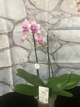 Načíst obrázek do prohlížeče Galerie, Phalaenopsis mtf.  Rotterdam č.2 - SLEVA!
