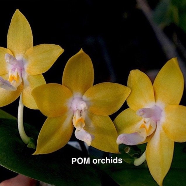 Phalaenopsis Mituo Gelb Eagle 'GY2' x Phalaenopsis Mituo Blue Smurfs 'POM