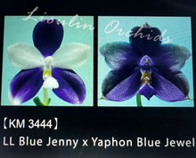 Načíst obrázek do prohlížeče Galerie, Phal. Lioulin Blue Jenny x Yaphon Blue Jewel - KM3444
